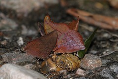 Charaxes nichetes leoninus