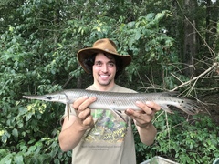 Lepisosteus platostomus