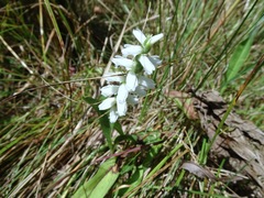Spiranthes incurva