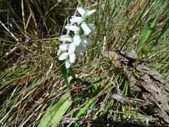 Spiranthes incurva