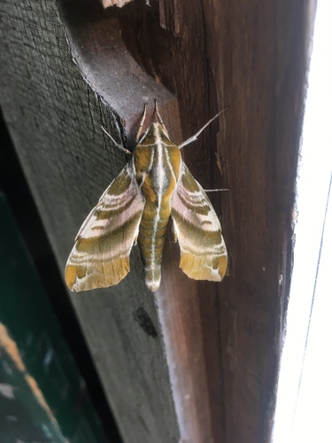 Hydrangea Sphinx photo 4