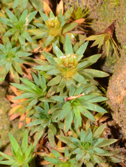Dawsonia longiseta