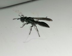Synoeca septentrionalis