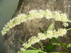 Weinmannia spruceana