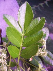 Weinmannia spruceana