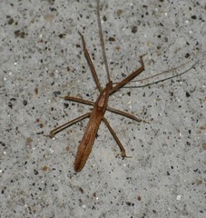 Doldina interjungens