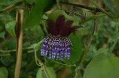 Passiflora triloba