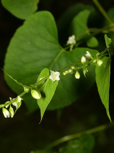 Pelėvirkštis nuotrauka