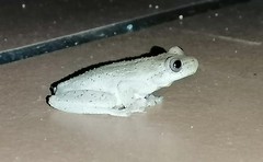 Dendropsophus columbianus