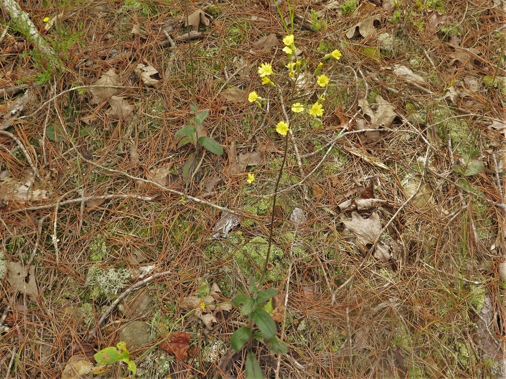 Maryland Hawkweed