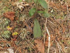 Hieracium marianum