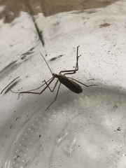 Zelus cervicalis