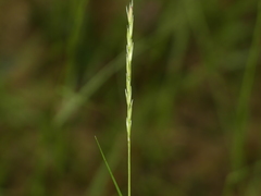 Sporobolus compositus