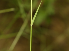 Sporobolus compositus