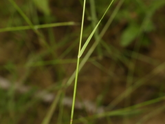 Sporobolus compositus