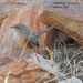Kalkadoon Grasswren - Photo (c) Marie Tarrant, some rights reserved (CC BY-NC), uploaded by Marie Tarrant