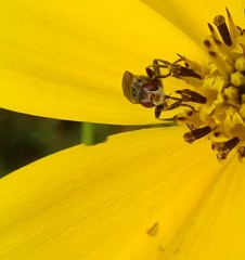 Thecophora propinqua