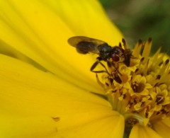 Thecophora propinqua