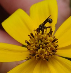 Thecophora propinqua