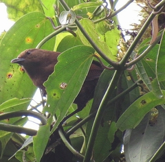 Cinnycerthia olivascens