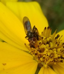 Thecophora propinqua