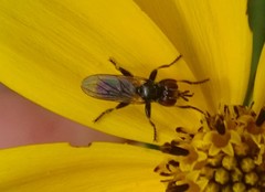 Thecophora propinqua