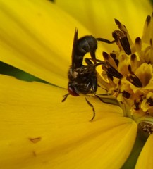 Thecophora propinqua