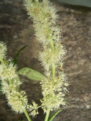 Weinmannia spruceana