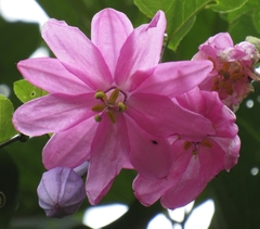 Passiflora cumbalensis