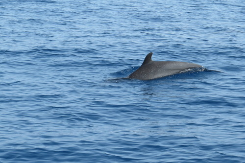 Stenella attenuata