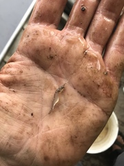 Palaemon kadiakensis