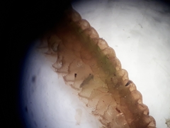 Heteroscyphus ciliatus