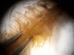 Heteroscyphus ciliatus