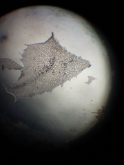 Heteroscyphus ciliatus