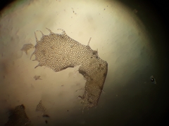 Heteroscyphus ciliatus