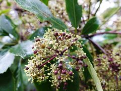 Neopanax arboreus, photograph Jacqui Geux, CC BY, iNaturalist via GBIF