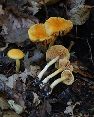 Cortinarius lewisii
