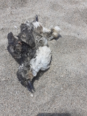 Pelecanoides garnotii