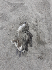 Pelecanoides garnotii