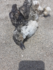 Pelecanoides garnotii