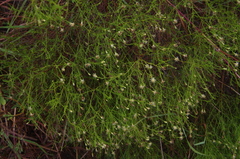 Desert Rose (Medranoa)