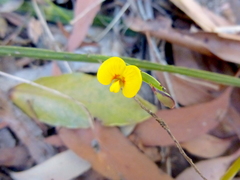 Bossiaea ensata