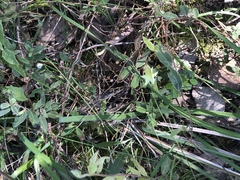 Billardiera mutabilis