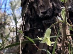 Billardiera mutabilis