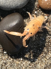 Megalorchestia corniculata