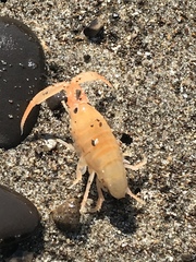 Megalorchestia corniculata