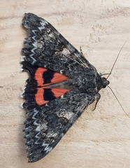 Catocala californica