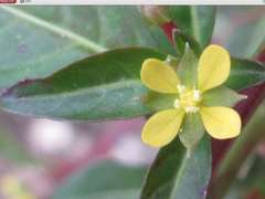 Ludwigia epilobioides