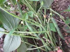 Vigna angularis