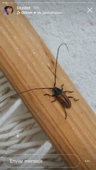 Neocrossidius trivittatus